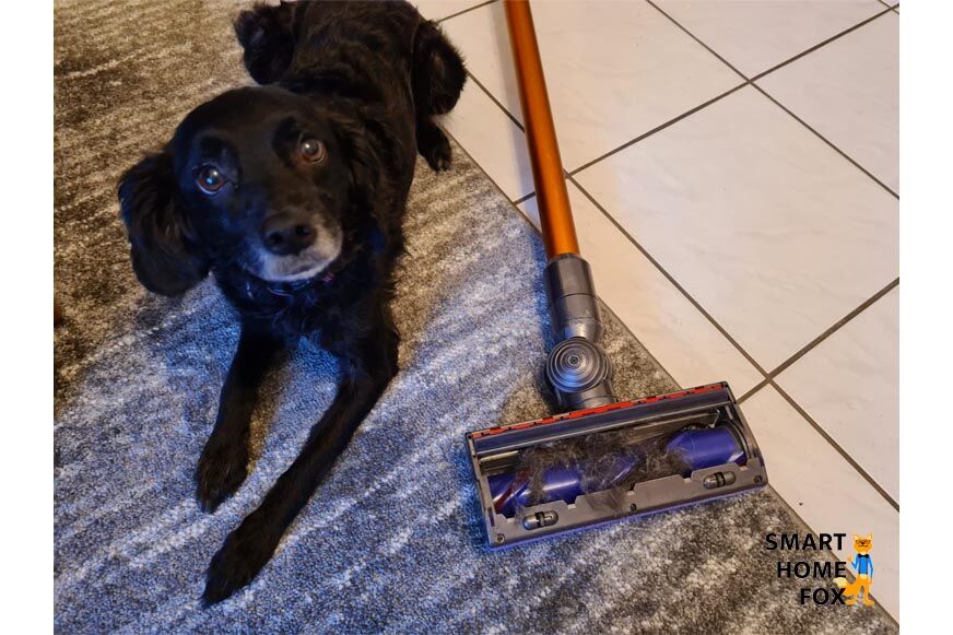 Cordless vacuum beside a dog.